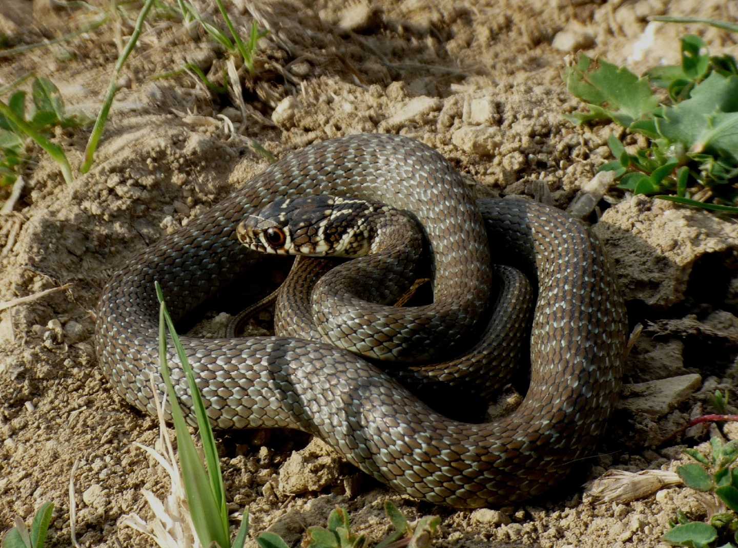 Giovane Hierophis di Tolfa